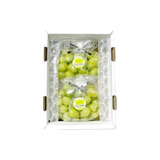 ふるさと納税 ぶどう マスカット 岡山県 倉敷市 訳あり 家庭用 シャインマスカット 摘み落とし 1kg以上 2026年9月上旬〜10月上旬発送予定 果物 フルーツ くだ…