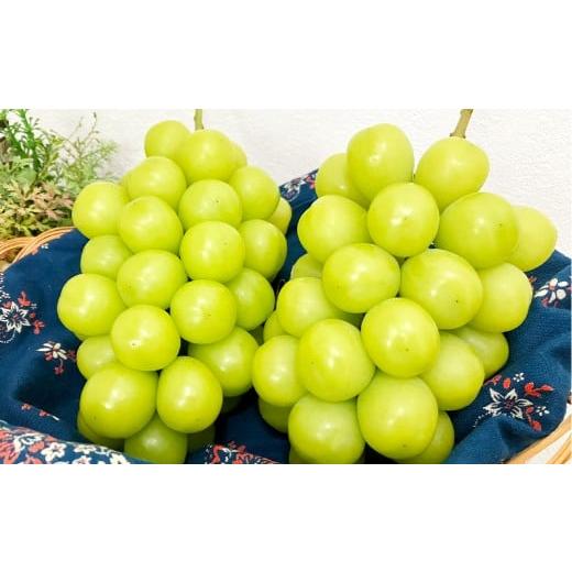 ふるさと納税 ぶどう マスカット 岡山県 倉敷市 訳あり 家庭用 シャインマスカット 550g以上2房入り 1.1kg以上 2026年9月上旬〜10月上旬発送予定 果物 フルー…