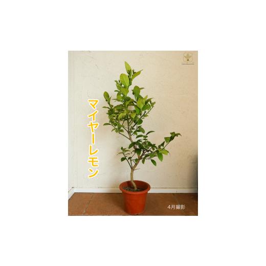 ふるさと納税 雑貨・日用品 苗木 埼玉県 寄居町 A-058 マイヤーレモン(6号鉢植) 沖縄・離島への配送不可