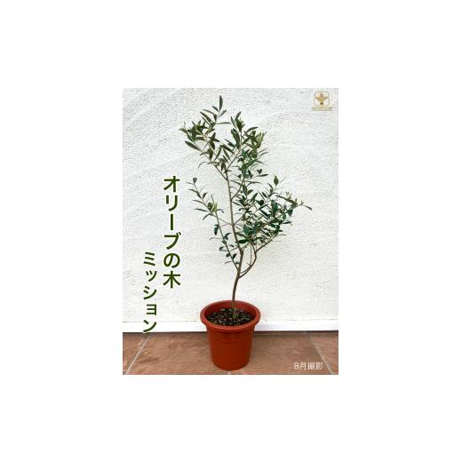 ふるさと納税 雑貨・日用品 苗木 埼玉県 寄居町 A-060 オリーブ・ミッション(6号鉢植) 沖縄・離島への配送不可