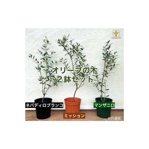 ふるさと納税 雑貨・日用品 苗木 埼玉県 寄居町 A-061 オリーブの木2品種セット(ミッション・ネバディロブランコ・マンザニロ) 沖縄・離島への配送不可