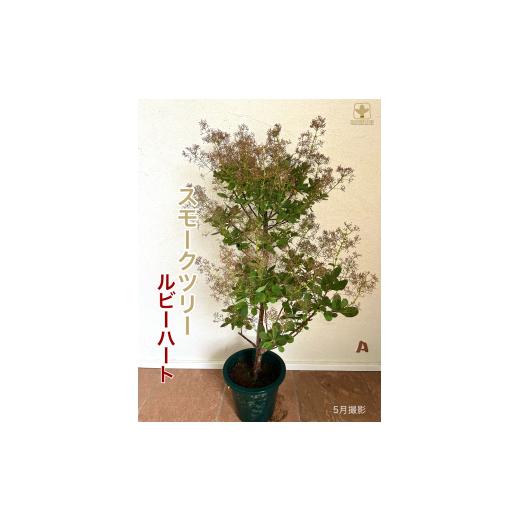 ふるさと納税 雑貨・日用品 苗木 埼玉県 寄居町 B-022 けむりの木 スモークツリー「ルビーハート」(7号鉢植) 沖縄・離島への配送不可