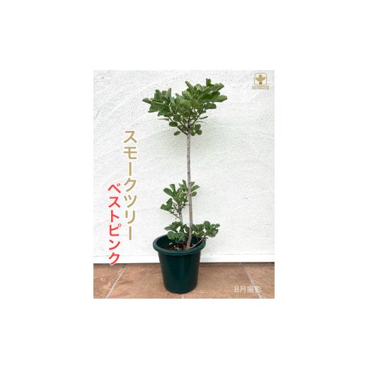ふるさと納税 雑貨・日用品 苗木 埼玉県 寄居町 B-023 けむりの木 スモークツリー「ベストピンク」(7号鉢植) 沖縄・離島への配送不可
