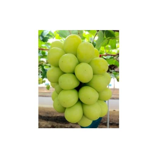 ふるさと納税 ぶどう 岡山県 津山市 新鮮・朝採り後即出荷 岡山県 吉備高原産シャインマスカット 2kg (3〜4房入り)贈答品 1700915