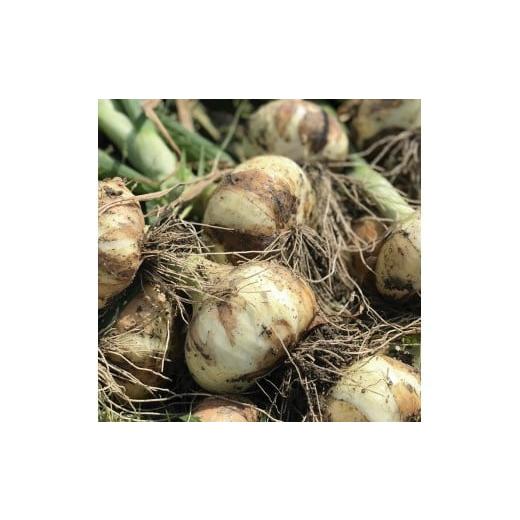 ふるさと納税 ねぎ・玉ねぎ 大阪府 泉大津市 幻のたまねぎ 泉州黄玉ねぎ 10kg | 野菜 やさい 伝統野菜 泉州玉ねぎ たまねぎ 玉葱 ネギ 産地直送 大阪府 泉大津…の画像