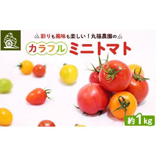 ふるさと納税 トマト ミニトマト 栃木県 鹿沼市 丸福農園の5色カラフルミニトマト | 野菜 トマト ミニトマト 濃厚 贈り物 新鮮 ビタミン 離島への配送不可