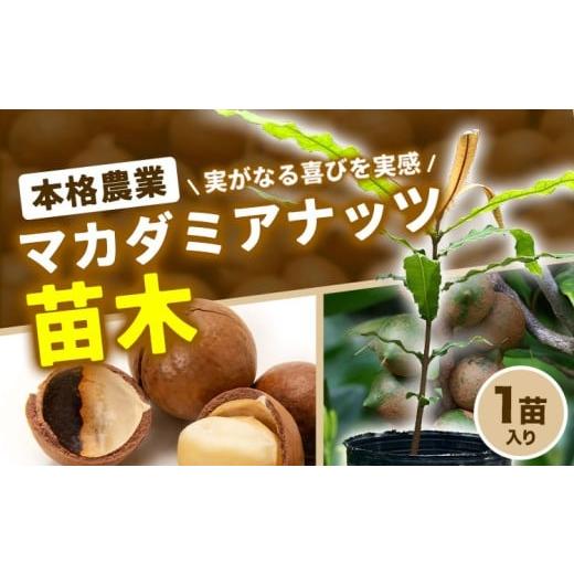 ふるさと納税 雑貨・日用品 苗木 熊本県 津奈木町 マカデミアナッツ苗 1苗入り[30日以内に出荷予定(土日祝除く)]熊本県 津奈木町 南興ファーム 苗木 カデミ…