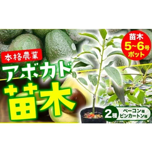 ふるさと納税 雑貨・日用品 苗木 熊本県 津奈木町 アボカド苗木 5~6号ポット ベーコン種 ピンカートン種 2種セット[30日以内に出荷予定(土日祝除く)]熊本県 …