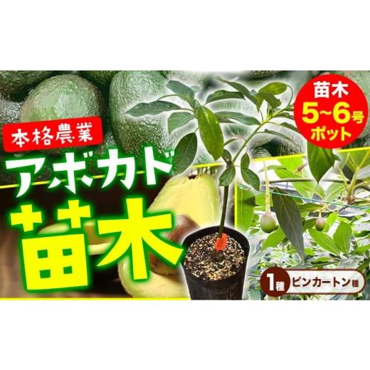 ふるさと納税 雑貨・日用品 苗木 熊本県 津奈木町 アボカド苗木 5~6号ポット ピンカートン種[30日以内に出荷予定(土日祝除く)]熊本県 津奈木町 南興ファーム…
