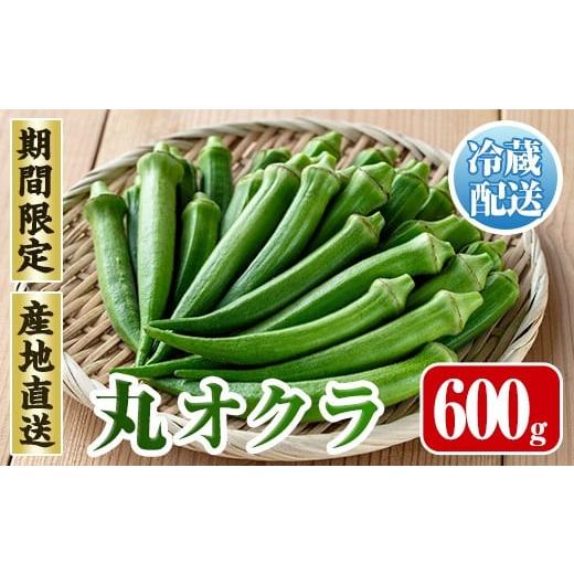 ふるさと納税 野菜類 鹿児島県 出水市 i1215-A 先行予約受付中 2026年7月下旬〜10月下旬の間に発送予定 いずみ産 丸オクラ(600g) オクラ 丸オクラ おくら 野菜…