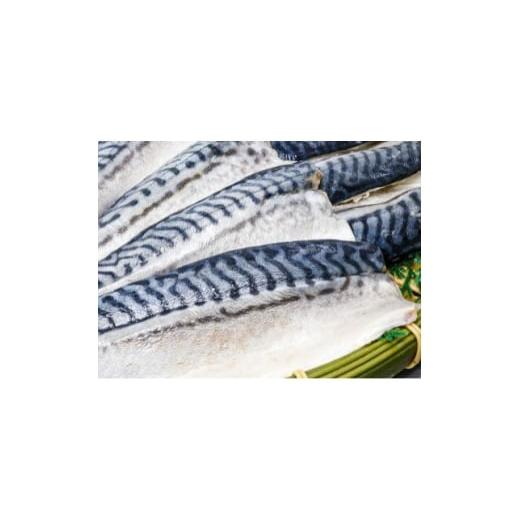 ふるさと納税 旬の鮮魚等 大阪府 茨木市 骨取り 無添加トロさばフィーレ 無塩 5切(約550g) 1697849