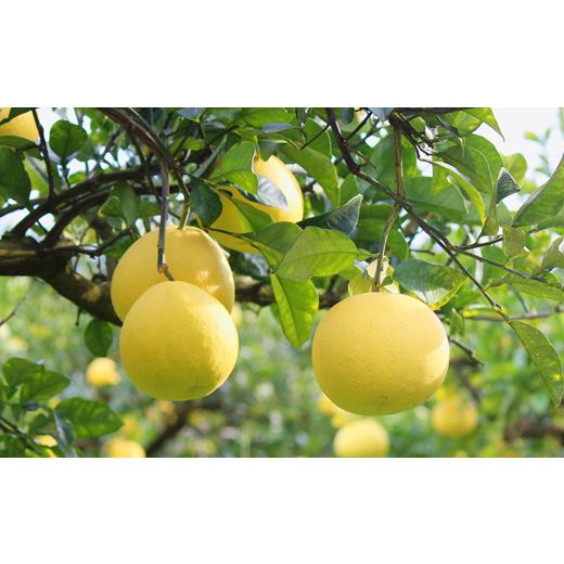 ふるさと納税 みかん・柑橘類 高知県 宿毛市 土佐文旦 約10kg 家庭用 土佐文旦 約10kg 家庭用 (14,000円)