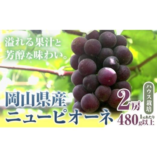 ふるさと納税 果物類 ぶどう 岡山県 笠岡市 先行予約 岡山県産 ニューピオーネ 2房 480g以上 ハウス栽培 有限会社ホーティカルチャー神島[7月中旬-8月下旬頃…