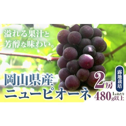 ふるさと納税 果物類 ぶどう 岡山県 笠岡市 先行予約 岡山県産 ニューピオーネ 2房 480g以上 露地栽培 有限会社ホーティカルチャー神島[9月中旬-10月下旬頃…