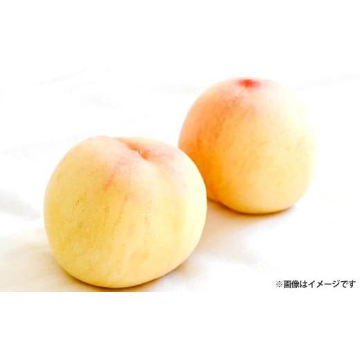 ふるさと納税 もも 岡山県 倉敷市 ご家庭用 岡山白桃 5〜7玉(約1.5kg以上) 2026年6月下旬〜8月下旬発送予定 白桃 桃 もも フルーツ くだもの 果物 果実 デ…