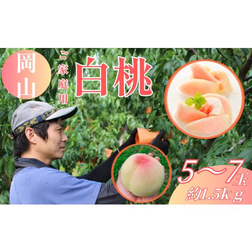 ふるさと納税 もも 岡山県 倉敷市  ご家庭用 岡山白桃 5〜7玉（約1.5kg以上） 2026年6月下旬〜8月下旬発送予定 白桃 桃 もも フルーツ くだもの 果物 果実 デ…の画像