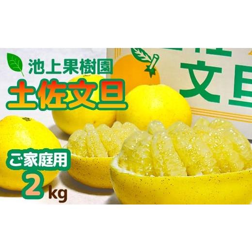 ふるさと納税 みかん・柑橘類 高知県 いの町 土佐文旦 家庭用2kg(池上果樹園)