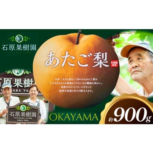ふるさと納税 梨 岡山県 浅口市 梨 あたご梨 1玉 約900g 贈答箱入り 石原果樹園[2026年11月中旬-12月下旬頃出荷]岡山県 浅口市 フルーツ 果物 ギフト 贈り物…