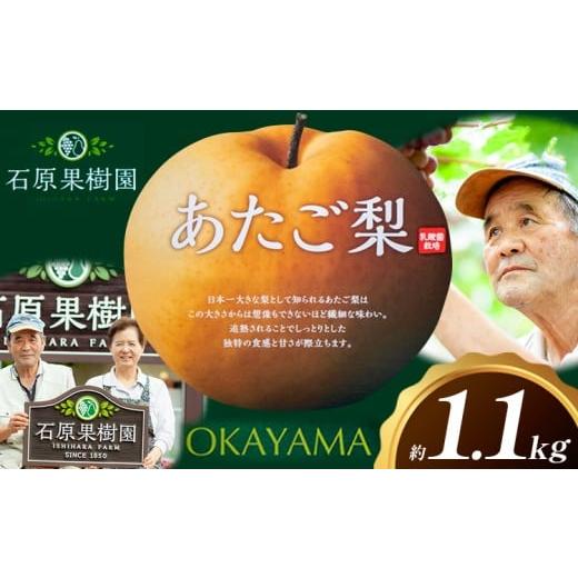 ふるさと納税 梨 岡山県 浅口市 梨 あたご梨 1玉 約1.1kg 贈答箱入り 石原果樹園[2026年11月中旬-12月下旬頃出荷]岡山県 浅口市 フルーツ 果物 ギフト 贈り…