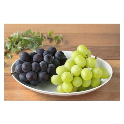 ふるさと納税 ぶどう マスカット 長野県 塩尻市 先行予約 贈答用 信州産 葡萄 詰め合わせ 2房 シャインマスカット、ナガノパープル | 果物 くだもの ぶどう …