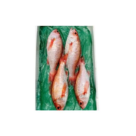 ふるさと納税 魚貝類 のどぐろ 島根県 大田市 小サイズ 極上のどぐろ(水揚げ次第発送) のどぐろ あかむつ ノドグロ 4尾 魚 さかな 旬 国産 高級魚 地魚 水揚…