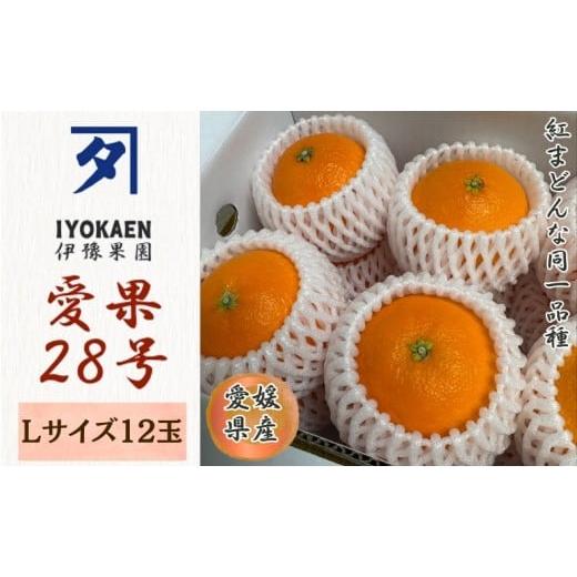 ふるさと納税 みかん・柑橘類 愛媛県 伊予市 みかん 愛果28号 Lサイズ 12玉(みきゃん箱) 2026年11月下旬から順次発送予定 先行予約 紅まどんなと同一品種 愛…