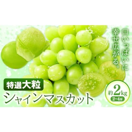ふるさと納税 ぶどう マスカット 岡山県 浅口市 特選 大粒 シャインマスカット 約2kg(2~4房) 株式会社日本植生グループ本社 NISSHOKU FARM[9月下旬-12月末頃…