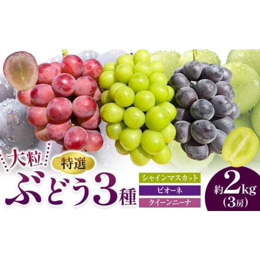 ふるさと納税 ぶどう マスカット 岡山県 浅口市 特選 大粒 ぶどう 3種 セット 約2kg ( 3房 ) シャインマスカット ピオーネ クイーンニーナ 株式会社日本植生グ…