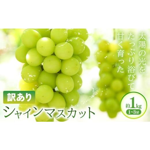 ふるさと納税 ぶどう マスカット 岡山県 浅口市 訳あり シャインマスカット 約1kg(1~3房) 株式会社日本植生グループ本社 NISSHOKU FARM[9月下旬-12月末頃出荷…