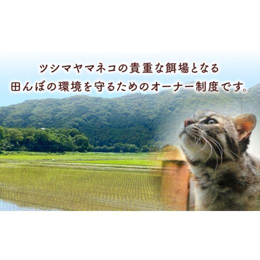 ふるさと納税 米 長崎県 対馬市 対馬 佐護 ツシマヤマネコ 米 田んぼオーナー1年権 ツシマヤマネコ米15kg付き （対馬市） 一般社団法人MIT 米作り体験 田植え …の画像