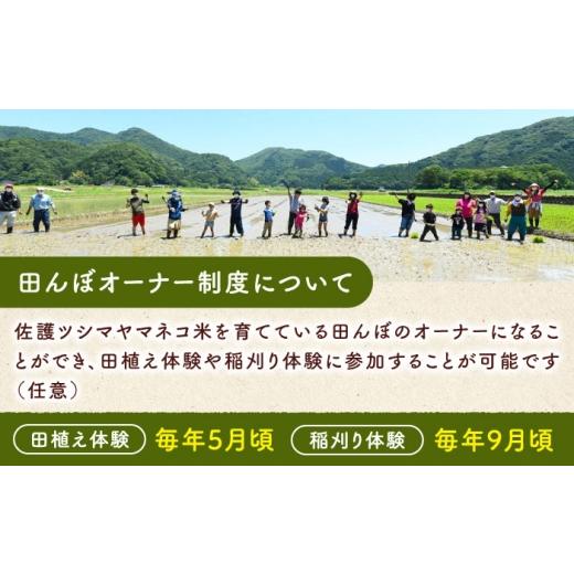ふるさと納税 米 長崎県 対馬市 対馬 佐護 ツシマヤマネコ 米 田んぼオーナー1年権 ツシマヤマネコ米15kg付き （対馬市） 一般社団法人MIT 米作り体験 田植え …の画像