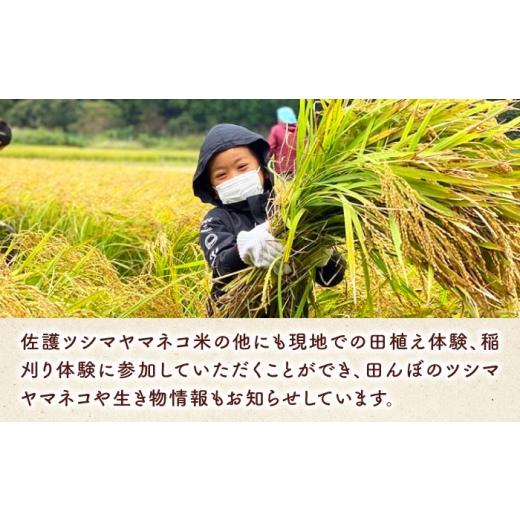 ふるさと納税 米 長崎県 対馬市 対馬 佐護 ツシマヤマネコ 米 田んぼオーナー1年権 ツシマヤマネコ米15kg付き （対馬市） 一般社団法人MIT 米作り体験 田植え …の画像