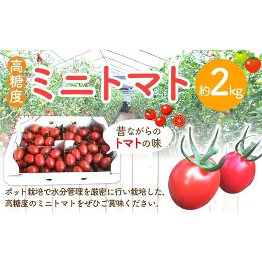 ふるさと納税 トマト ミニトマト 高知県 香美市 高糖度ミニトマト 約2kg 2026年6月上旬迄発送予定 ミニトマト トマト とまと みにとまと 野菜 やさい 高糖度 2…