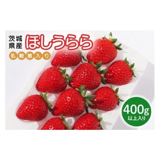 ふるさと納税 いちご 茨城県 小美玉市 先行予約・数量限定 ほしうらら 『乳酸菌入りいちごパック』 400g以上入り いちご 乳酸菌 イチゴ 苺 フルーツ 果物 く…