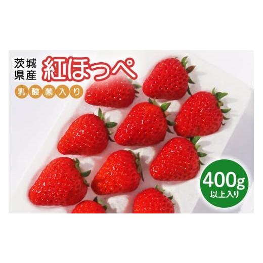 ふるさと納税 いちご 茨城県 小美玉市 先行予約・数量限定 紅ほっぺ 『乳酸菌入りいちごパック』 400g以上入り いちご 乳酸菌 イチゴ 苺 フルーツ 果物 くだ…
