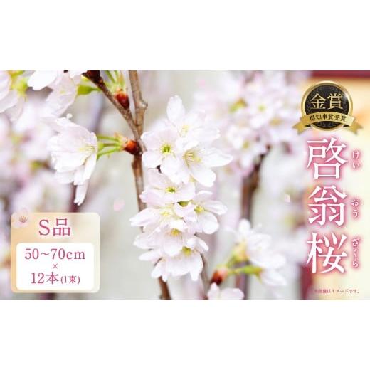 ふるさと納税 雑貨・日用品 花 山形県 白鷹町 啓翁桜 S品 12本 1束 桜 さくら サクラ 花 植物 生花 切り花 インテリア 花見 2026年1月上旬〜3月上旬発送予定