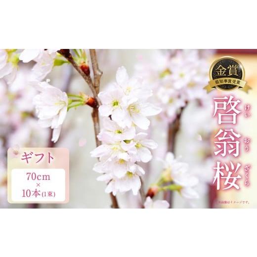 ふるさと納税 雑貨・日用品 花 山形県 白鷹町 啓翁桜 ギフト 10本 1束 桜 さくら サクラ 花 植物 生花 切り花 インテリア 花見 2026年1月上旬〜3月上旬発送予…