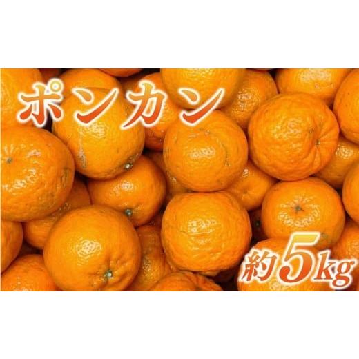 ふるさと納税 果物類 みかん 愛媛県 愛南町 ポンカン 約5kg サイズミックス 不揃い ぽんかん 傷 みかん 蜜柑 果物 柑橘 フルーツ 傷 不揃い ゼリー ジュース …