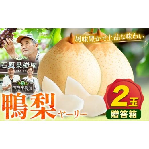 ふるさと納税 梨 岡山県 浅口市 先行予約 梨 なし 鴨梨 ヤーリー 贈答箱 2玉 石原果樹園 [11月中旬-12月下旬頃出荷]岡山県 浅口市 果物 フルーツ お取り寄…