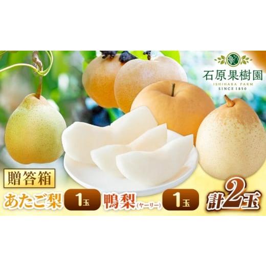 ふるさと納税 梨 岡山県 浅口市 先行予約 梨 なし 梨 旬 あたご梨 1玉 鴨梨 1玉 計2玉 贈答箱 石原果樹園 [2026年11月中旬-12月下旬頃出荷]岡山県 浅口市 …