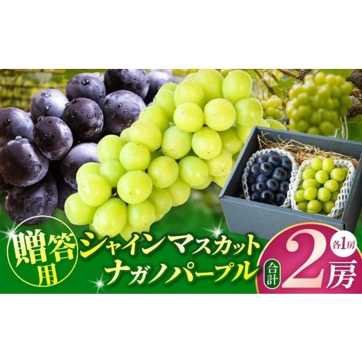 ふるさと納税 果物類 長野県 松本市 先行受付 贈答用 シャインマスカット・ナガノパープル 各1房(1.2キロ以上) │ シャインマスカット ナガノパープル …