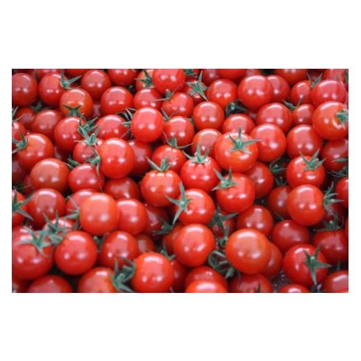 ふるさと納税 トマト ミニトマト 兵庫県 三木市 愛情たっぷり育てられた極糖トマト うふふの実 1kg