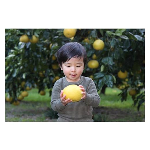 ふるさと納税 みかん・柑橘類 高知県 宿毛市 小野果樹園の文旦 家庭用大玉 4L~5L 5kg