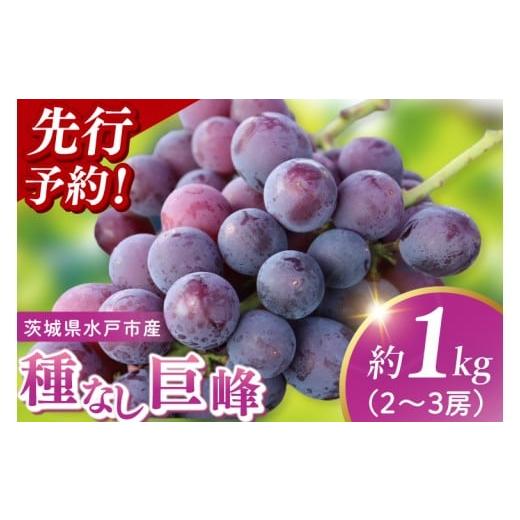 ふるさと納税 ぶどう 巨峰 茨城県 水戸市 2026年9月上旬より順次発送 数量限定 種なし巨峰 約1キロ(2〜3房) 巨峰 ブドウ ぶどう フルーツ 果物 くだもの 濃…