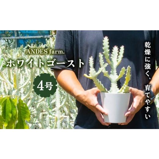 ふるさと納税 花・苗木 沖縄県 金武町 ANDES farm. 沖縄育ち 良型ホワイトゴースト ユーフォルビア ホワイトゴースト 観葉植物 多肉植物 珍奇植物 白色 白い…