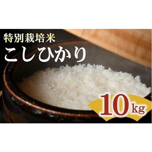 ふるさと納税 米 コシヒカリ 三重県 松阪市 特別栽培米 精米 10kg（減