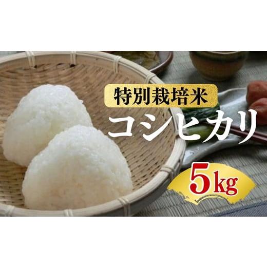 ふるさと納税 米 コシヒカリ 三重県 松阪市 コシヒカリ 特別栽培米 精米 5kg(減農薬 有機肥料 お米 米 おこめ こめ 白米 こしひかり 令和7年産) 002309