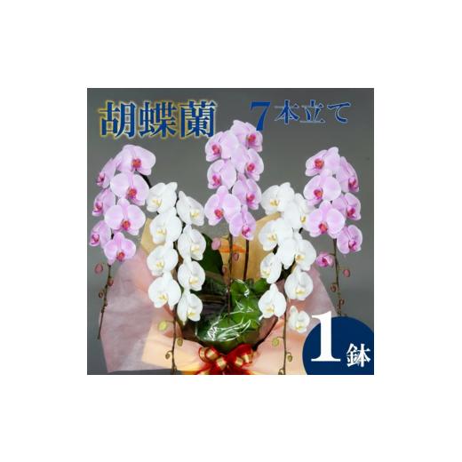 ふるさと納税 雑貨・日用品 花 高知県 須崎市 胡蝶蘭 7本立て 紅白 お祝い 須崎洋蘭園 SY012_x 紅白 7本立て