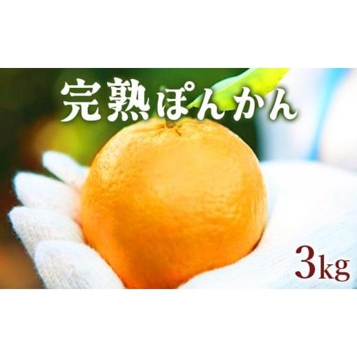 ふるさと納税 みかん・柑橘類 高知県 東洋町 先行予約 完熟ぽんかん 3kg 通常 3kg