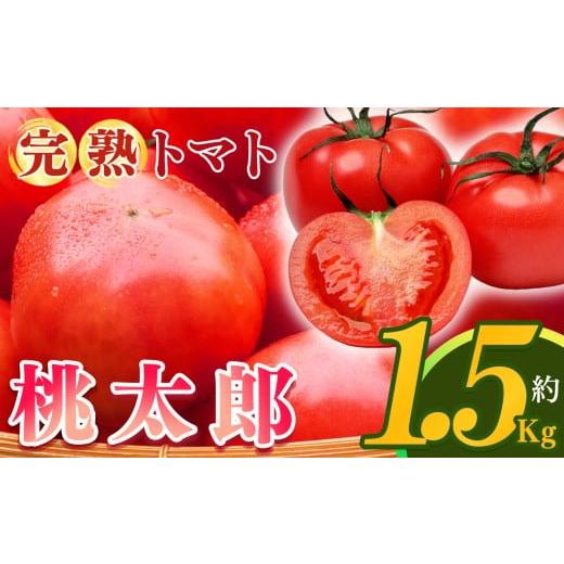 ふるさと納税 野菜類 トマト 奈良県 平群町 完熟した 栄養 たっぷり 桃太郎 トマト 約1.5kg | 発送期間:3月以降〜6月頃 トマト 1.5kg フルーツトマト トマト …
